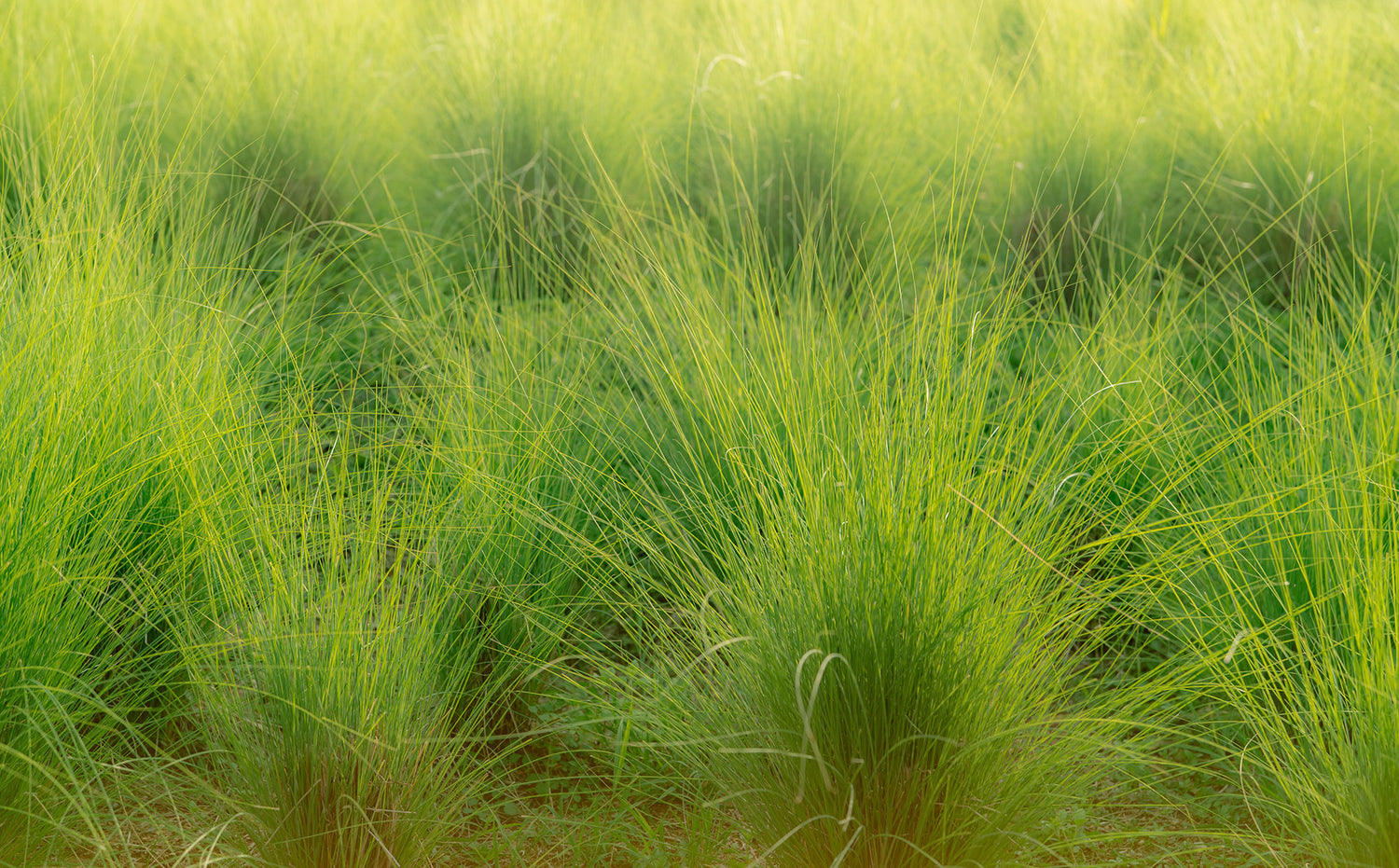 VETIVER ESSENTIAL OIL